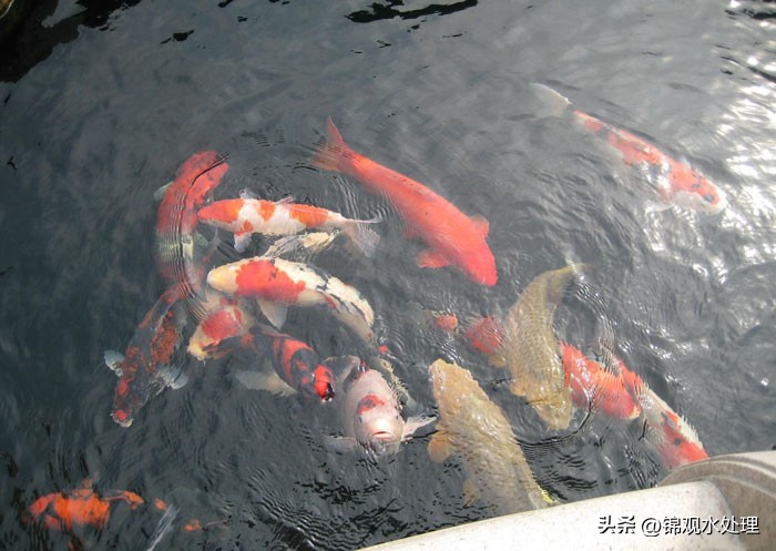 鱼池过滤毛刷安装方法,露天鱼池植物过滤方法