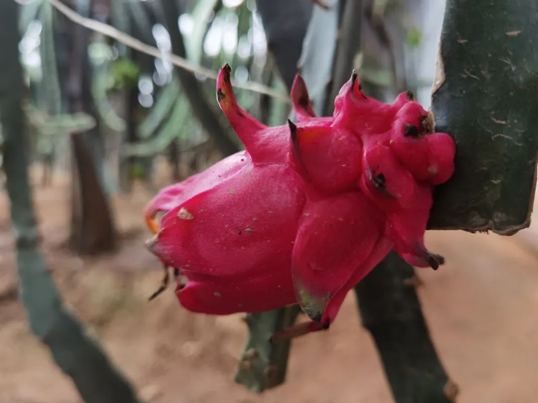 济南采摘园推荐最新,济南采摘园推荐秋季