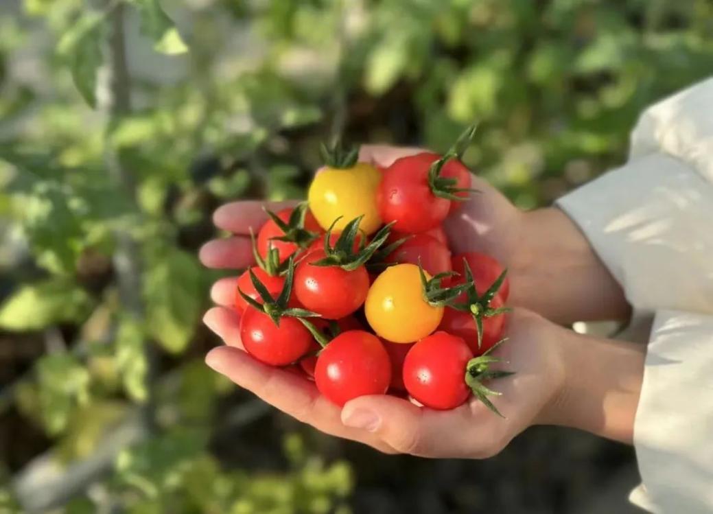 过年买给小朋友的零食礼物,致小朋友的一份礼物请查收