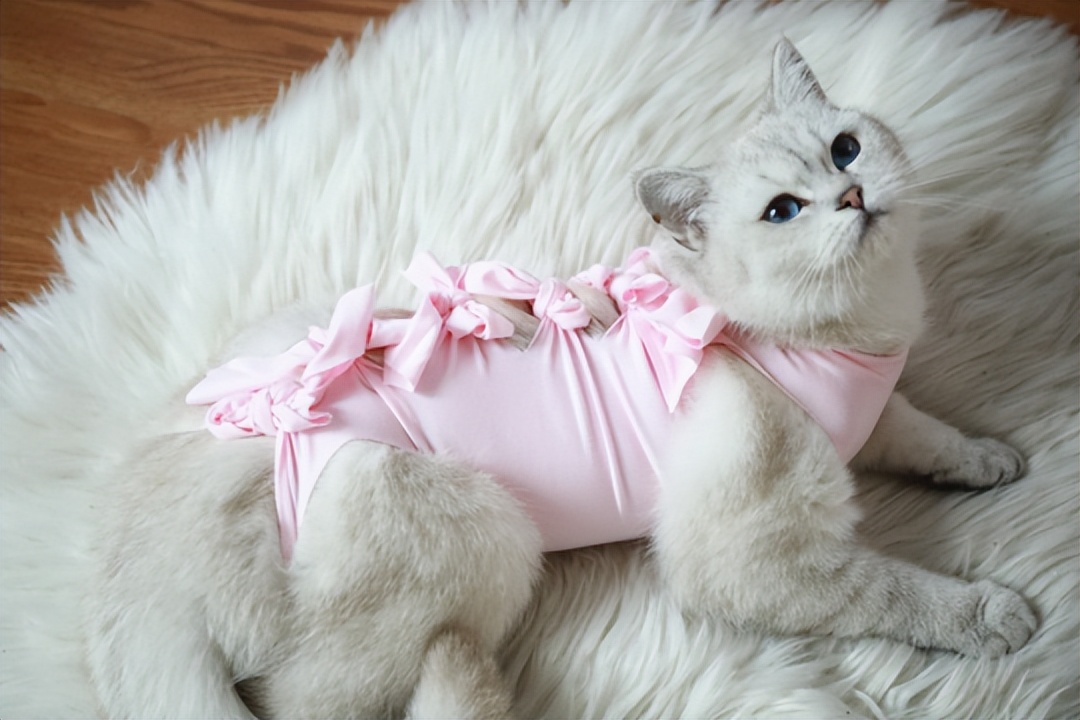 母猫卵巢囊肿怎么治疗,母猫卵巢囊肿