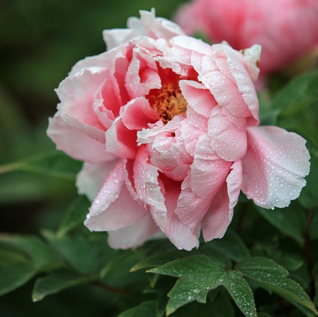 最美的国花牡丹,美丽壮观的国花牡丹