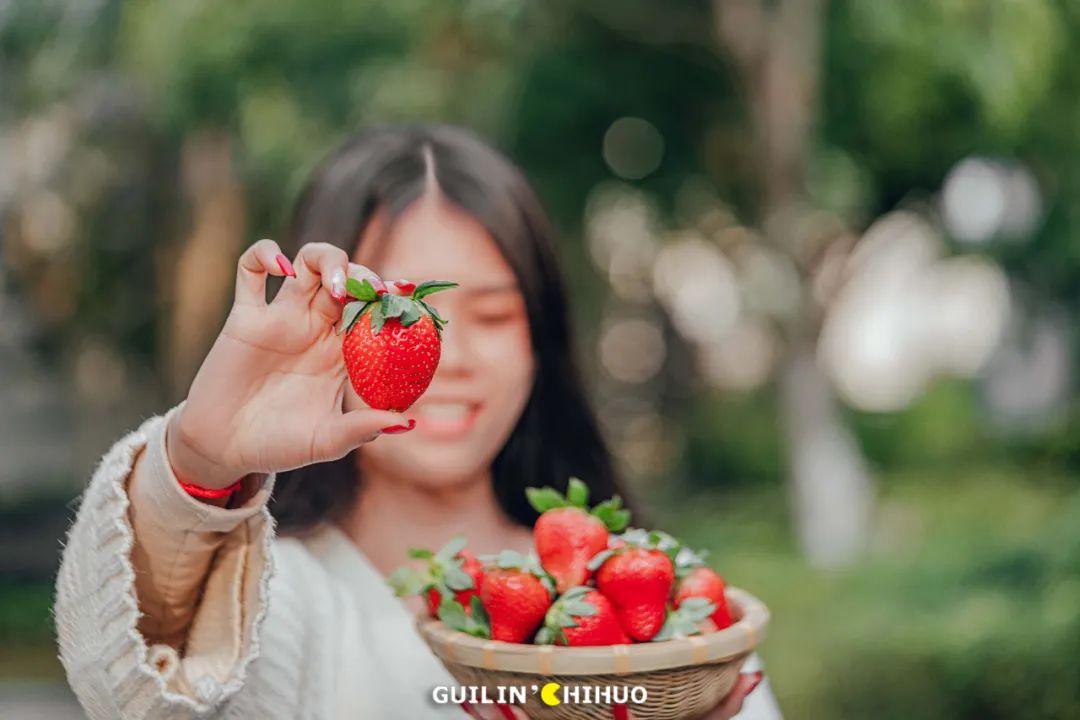 2022桂林周边摘草莓区域,桂林摘草莓的地方