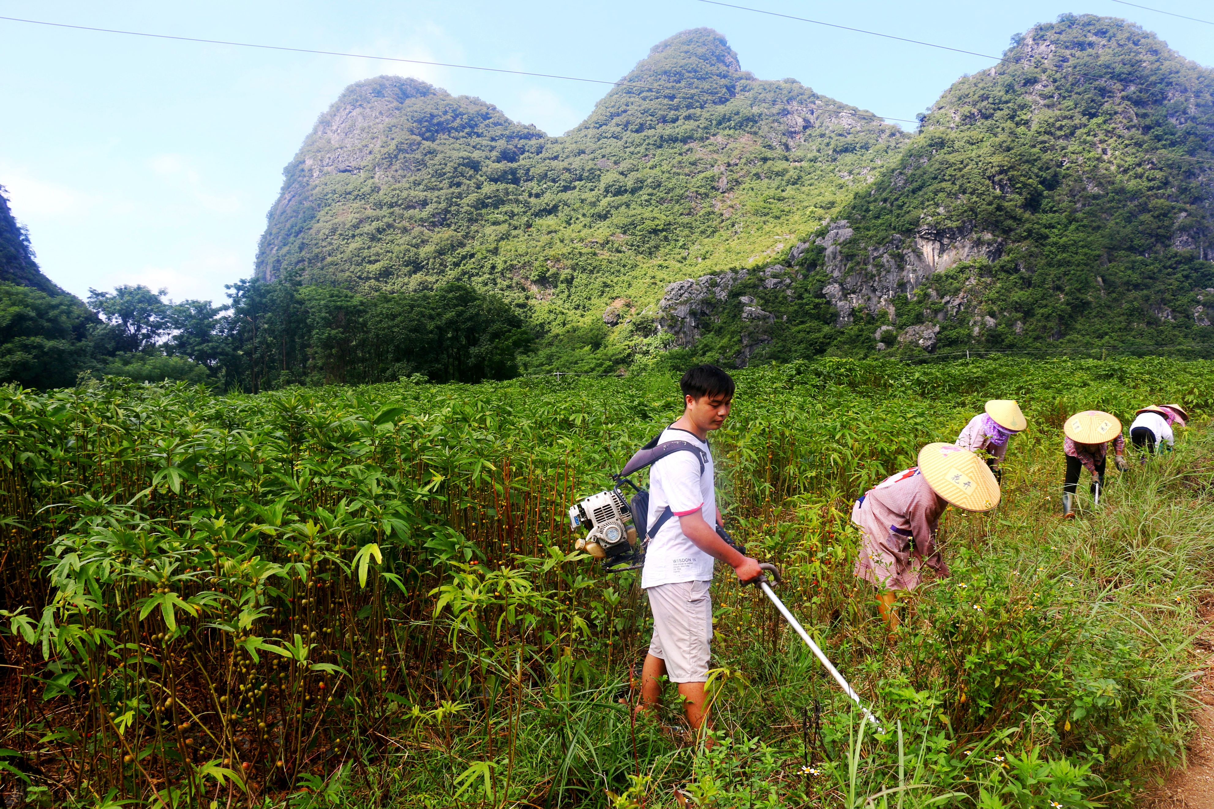 广西钟山：“绿色银行”点“绿”成“金”
