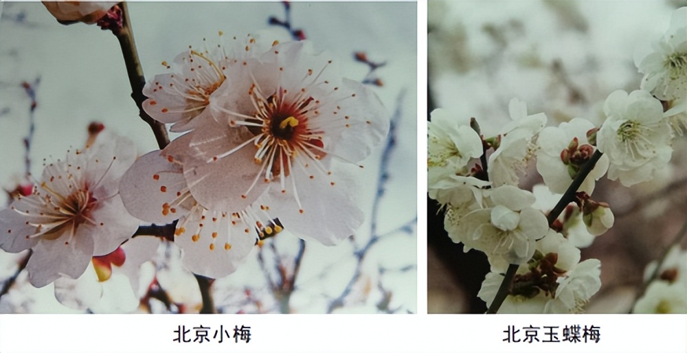 代树刚：“南梅北移”让京城百姓看得见梅花