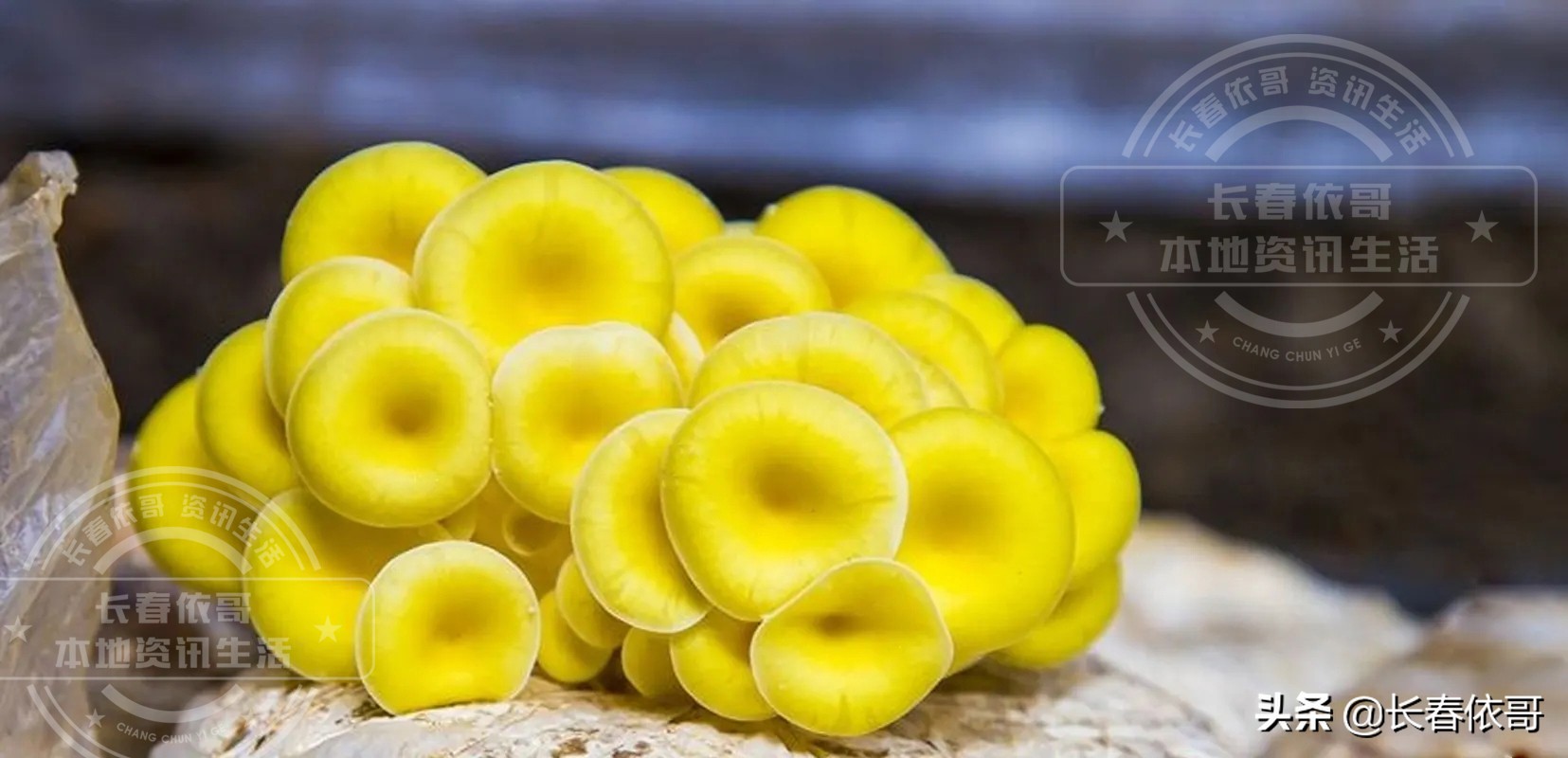 东北榛蘑排名前十的蘑菇,山珍长白山特产榆黄蘑