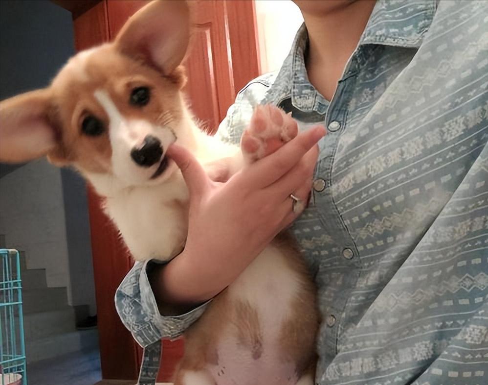 母狗爱舔人？不！它只是想向你表达它对你的爱