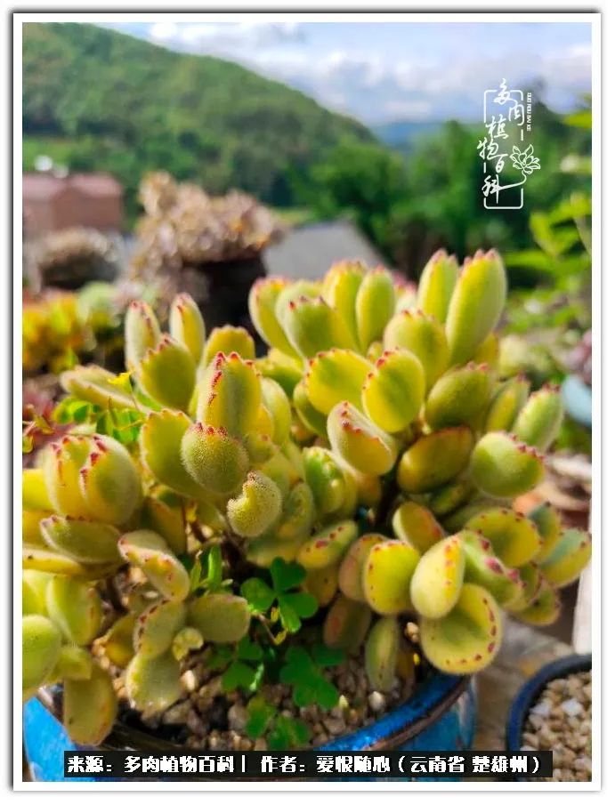 用心种好每一棵多肉,没有什么是浑然天成的