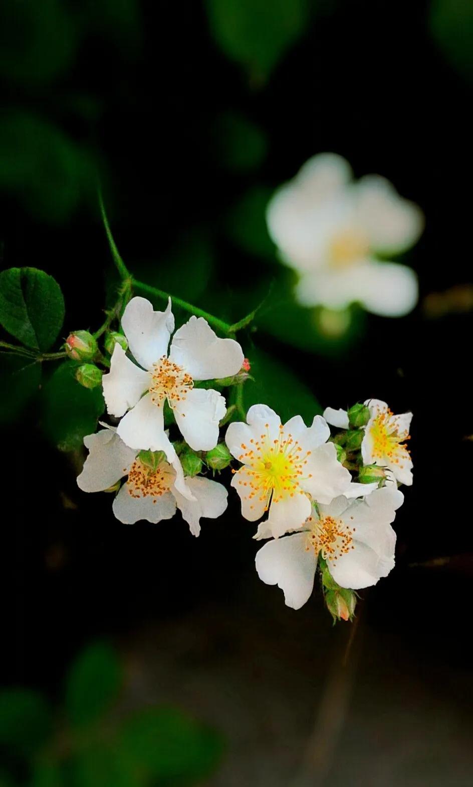 花开荼蘼花事了诗句,花开到荼蘼的诗句