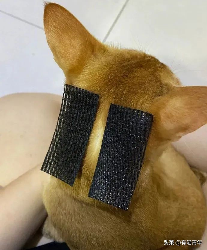 16个变态又实用的养猫妙招必看,养猫必看的100个技巧