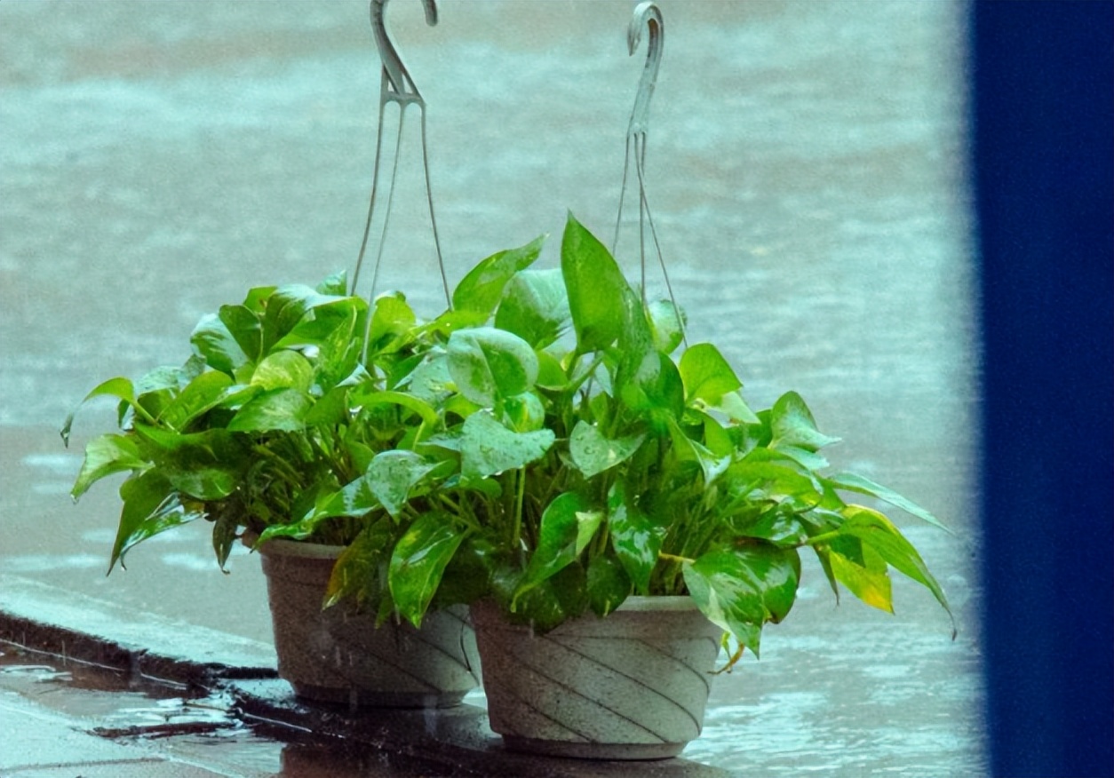 绿萝怎么养才能更旺盛浇什么水,绿萝水养的方法和注意事项