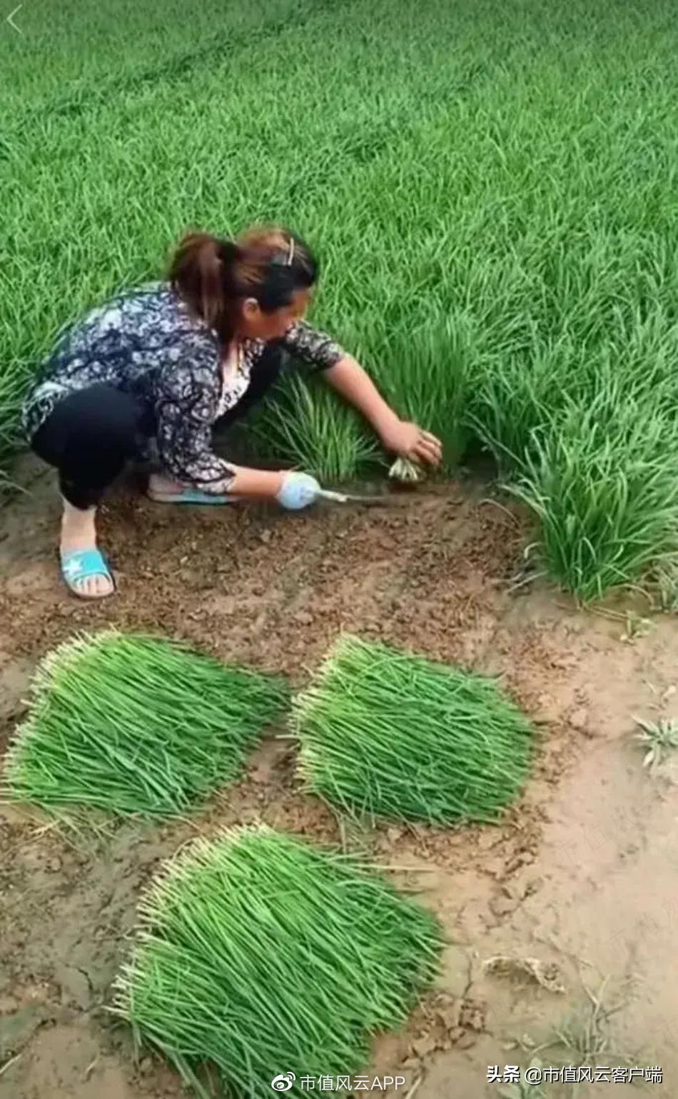 上市公司亏损12亿盈利1亿,上市11年主业亏损