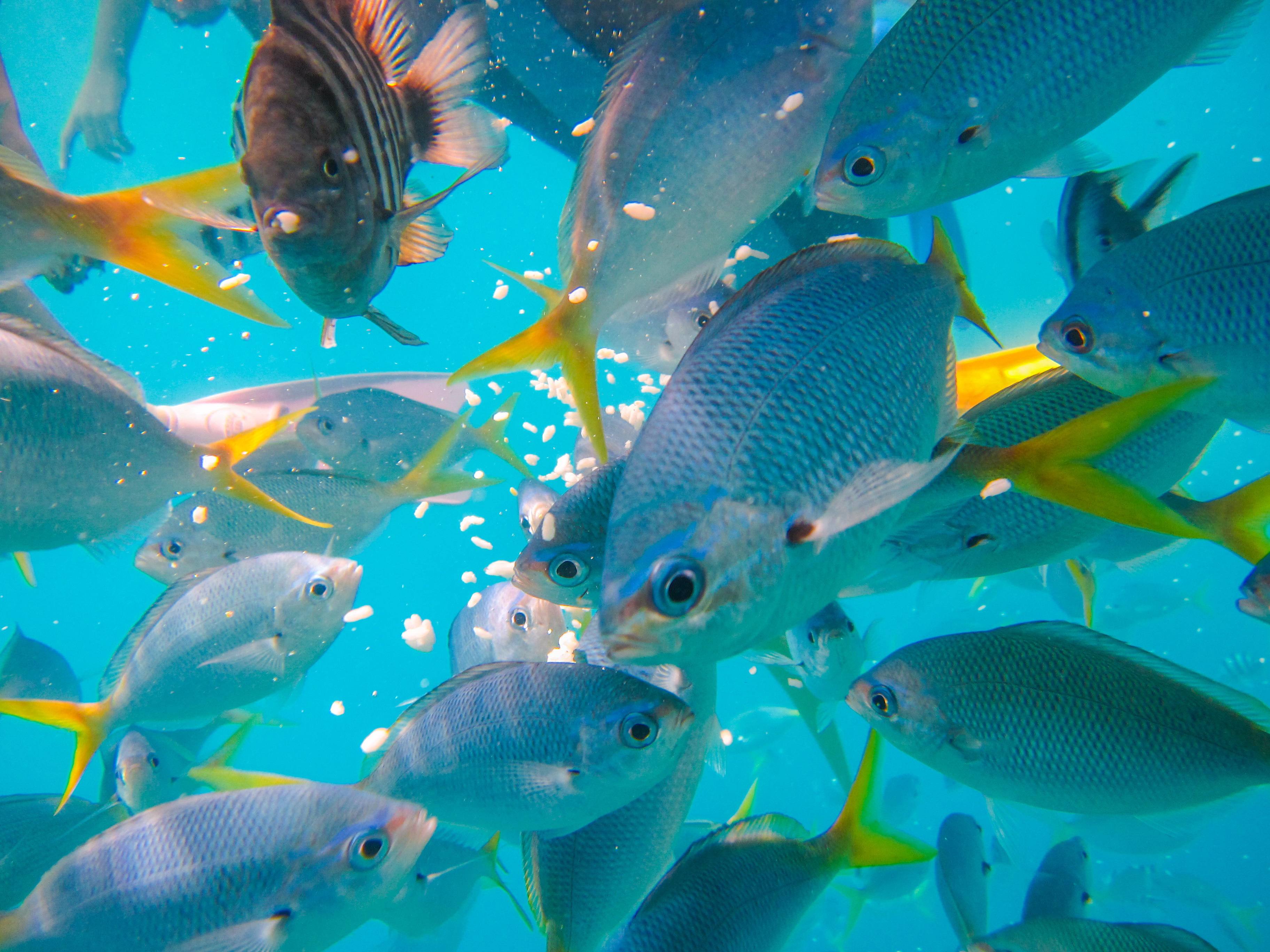 孤悬在太平洋上的岛国，帕劳，人生最值得一去的旅游目的地之一