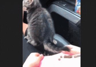 猫咪夜晚总是进进出出卧室，该怎么办？