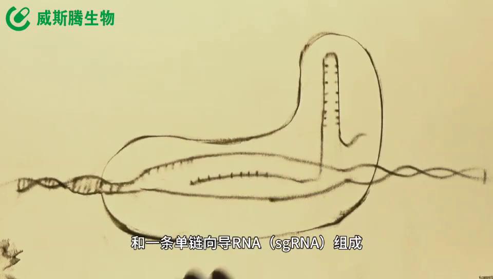 威斯腾生物医药科技,威斯腾生物联系方式
