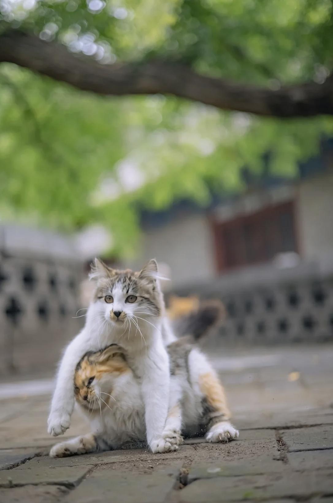 治愈系壁纸｜132张可爱小猫咪的样子