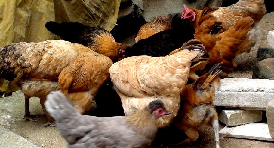 滑液囊支原体用什么药治疗最好,滑液囊支原体经典治疗方案