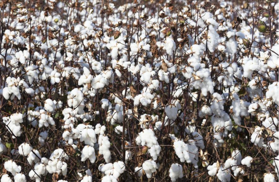 试述中亚种植棉花的有利条件 (19世纪初期哪个国家对棉花有需求)