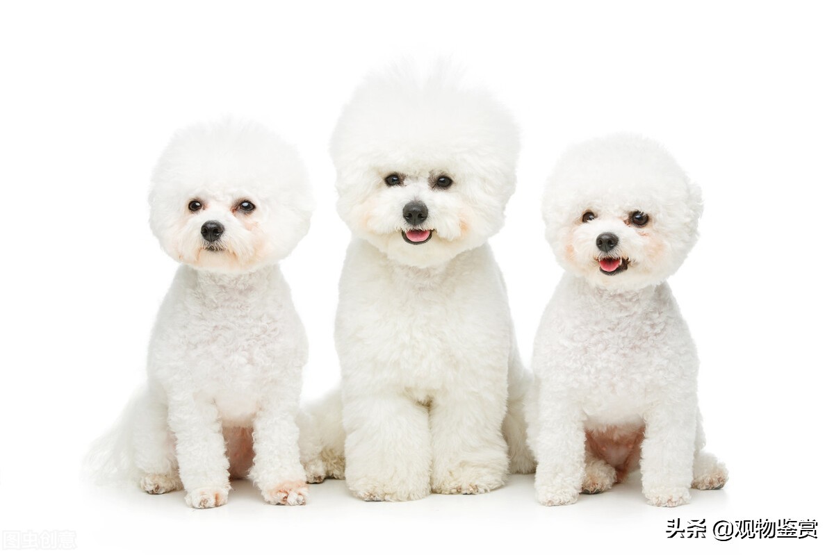 不易掉毛的狗狗有哪些,不容易掉毛的狗狗有哪些