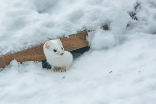 为什么说不能杀害黄鼠狼,为什么迷信说不能杀黄鼠狼