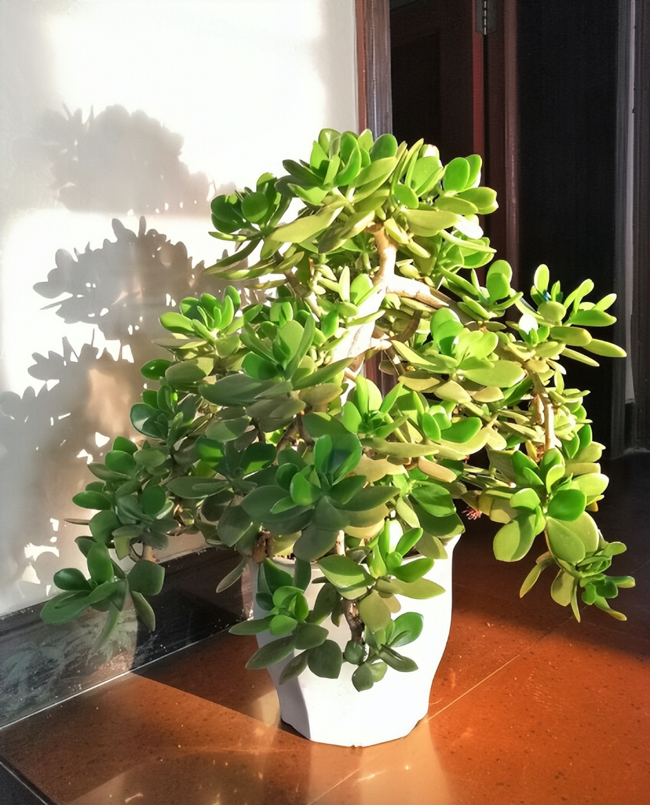 耐旱的花秋冬需要少浇水吧,这6种花就喜欢水多越浇越爆盆