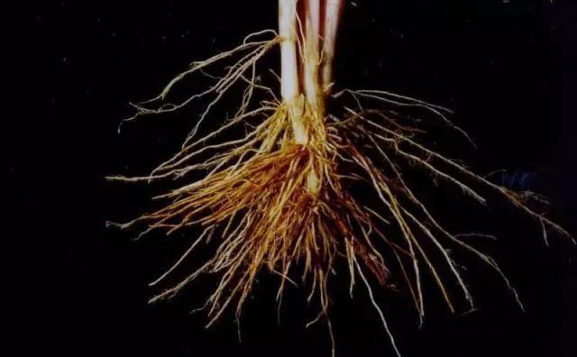 促进水稻氮素吸收利用的途径,促进水稻根系生长的措施