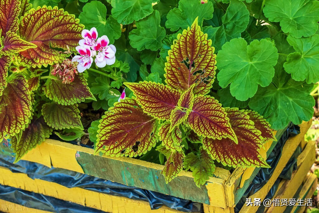哪种绿色植物是最有效吸甲醛的,刚装修好的新房种什么植物去甲醛