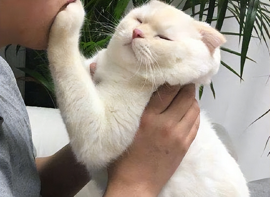 抱猫咪的正确方法,如何正确抱猫咪