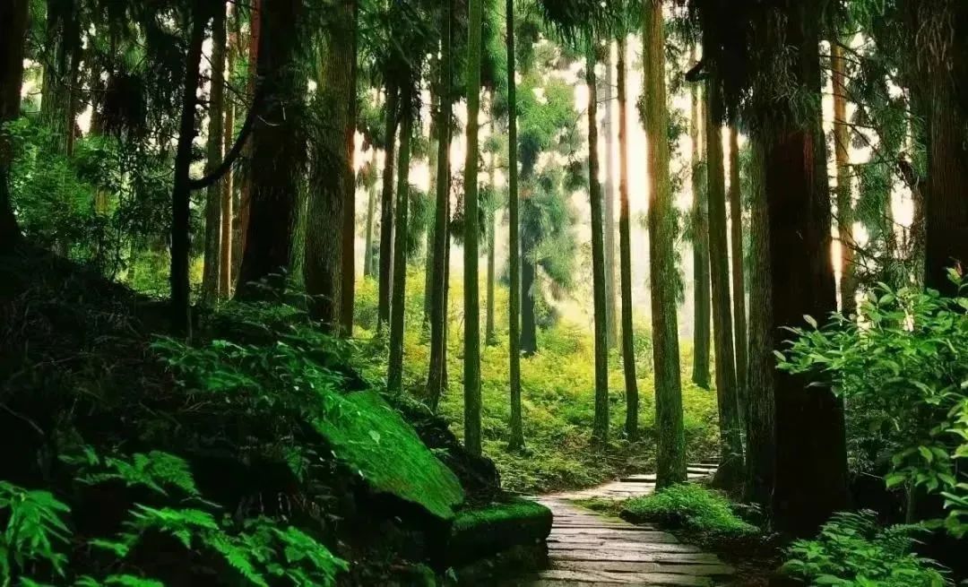 邛崃南宝山旅游攻略,邛崃旅游攻略坐车路线