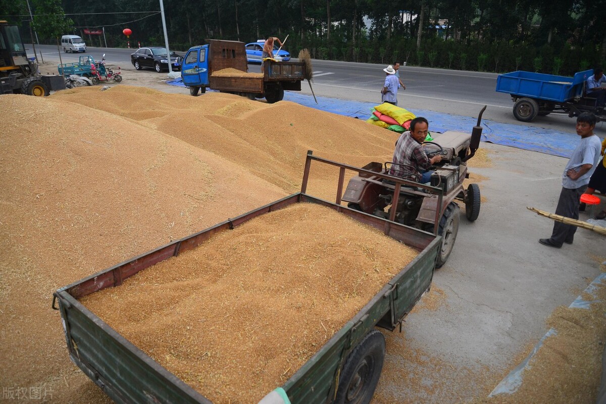 今年新麦价格趋势,新麦价格今日行情