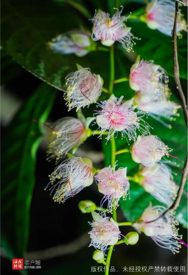 蹲点报道！玉蕊花开香七里，儋州千年古村成网红打卡地，村民吃上“旅游饭”