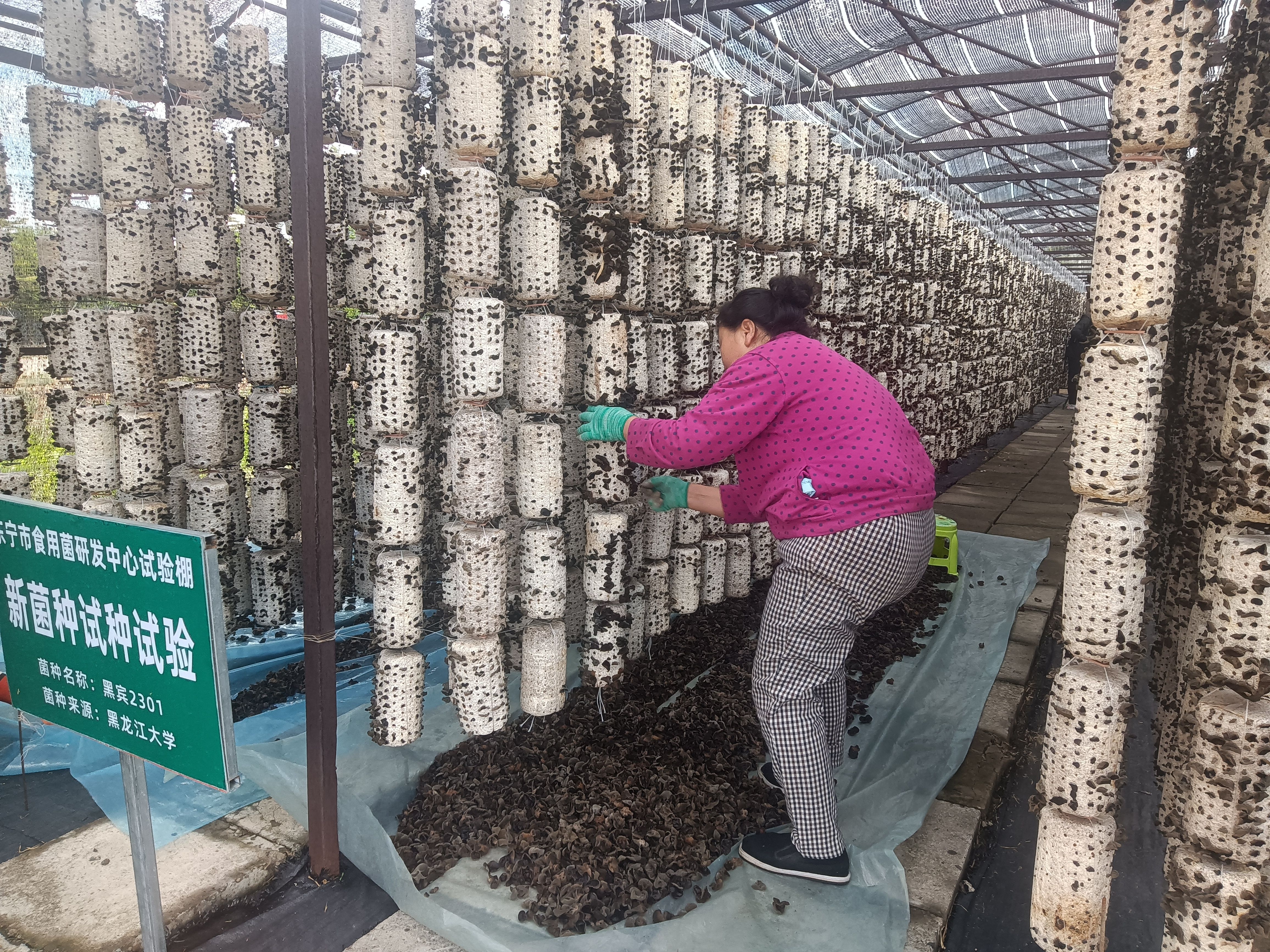 东宁黑木耳发展前景和优势,黑木耳产业未来趋势