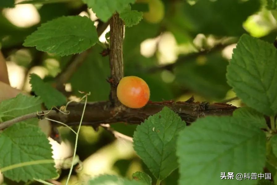 买到的樱桃尝起来怎么有农药味,买的樱桃畸形