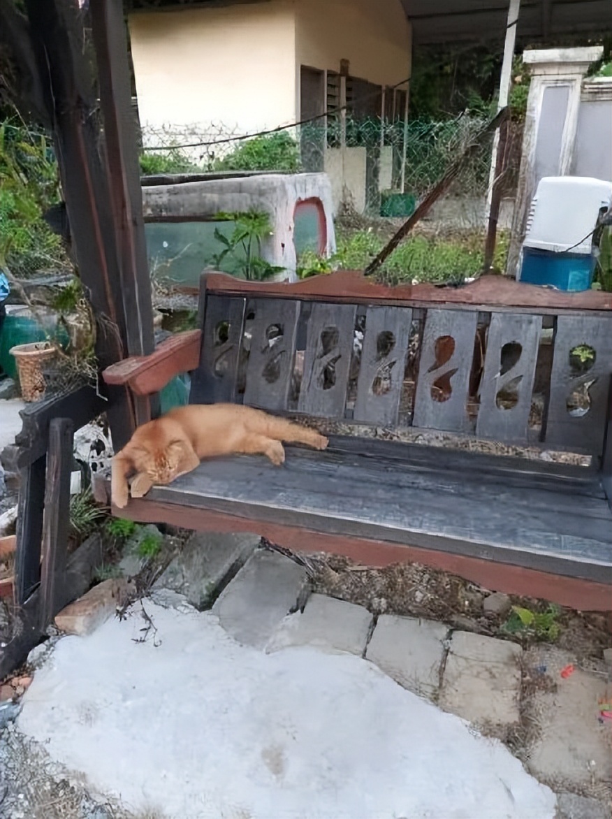 泪目！那只19岁的老猫绝食自杀了