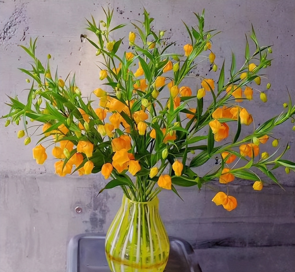 种什么花根好看又好养又活,最好养的三种花根