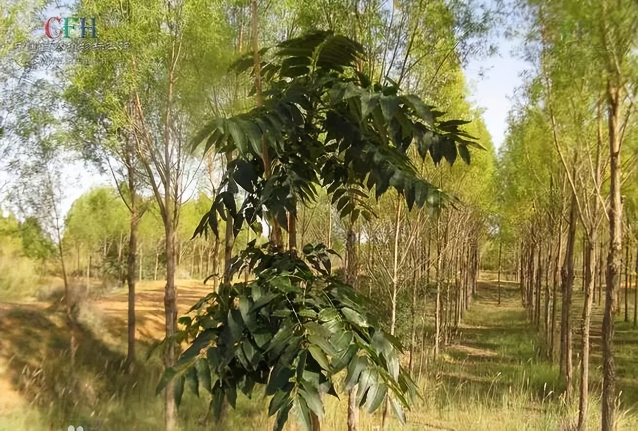 植物识别小口诀，总结的太全了！