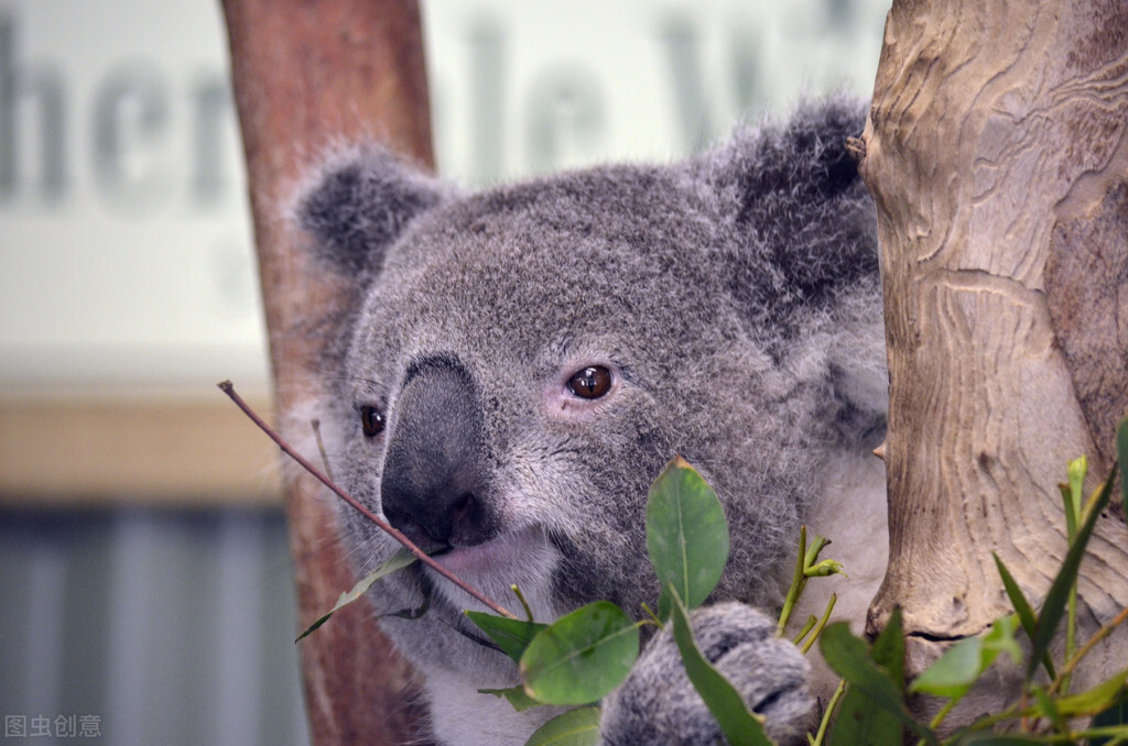 四种人格类型施爱者受爱者,四种动物人格类型