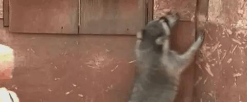 辟谣公园里小象遭针扎,景区回应骆驼遭棒打求饶