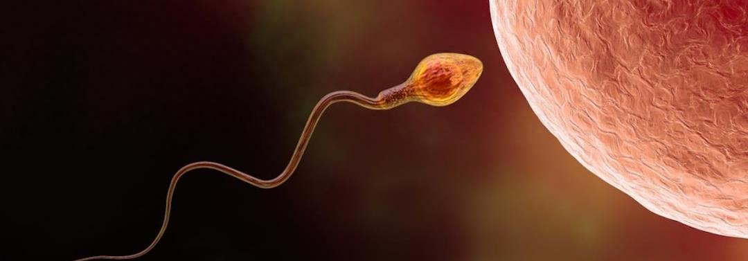 发现精子的科学家,科学家精子运动违背牛顿第三定律