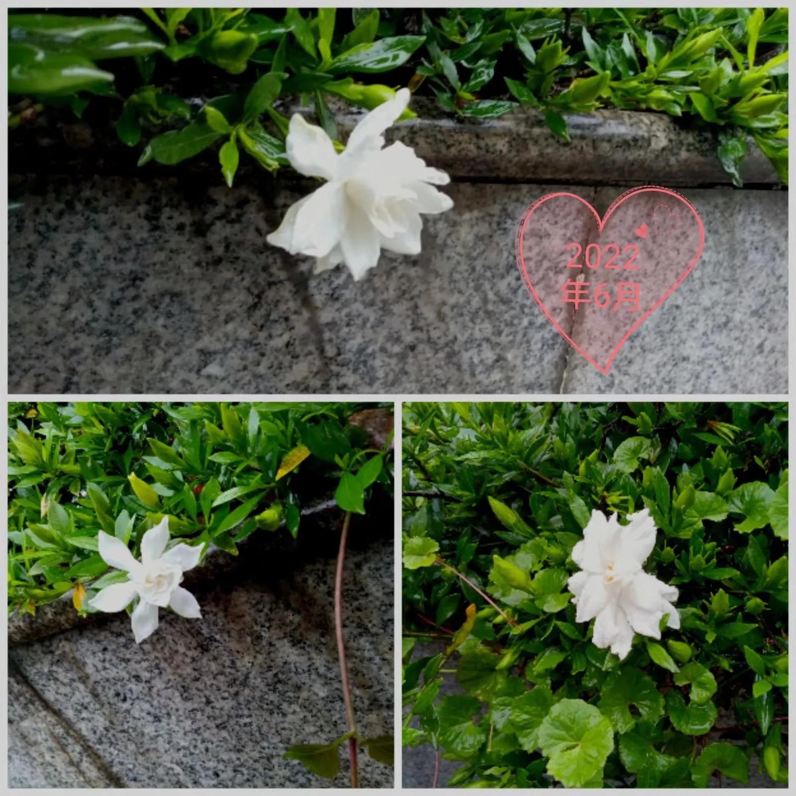 四年栀花开，我们终究离别