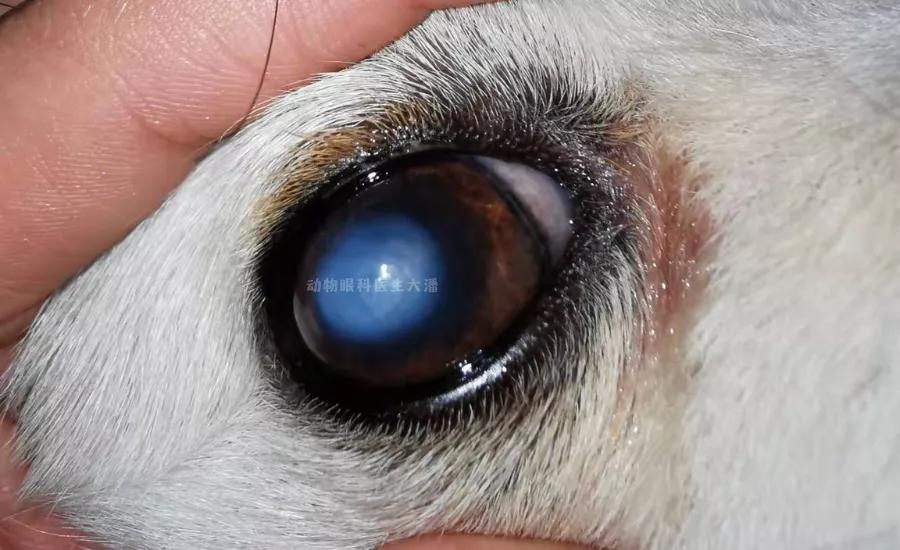 真菌性的眼角膜溃疡怎么治,在什么情况下得眼角膜溃疡