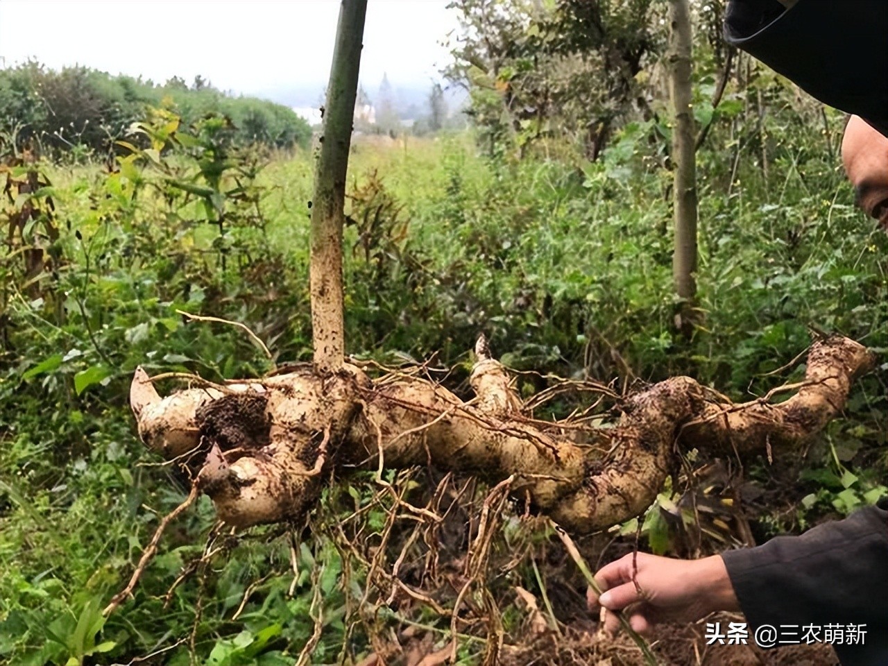 野生鸡头参采挖,鸡头参能不能经常挖
