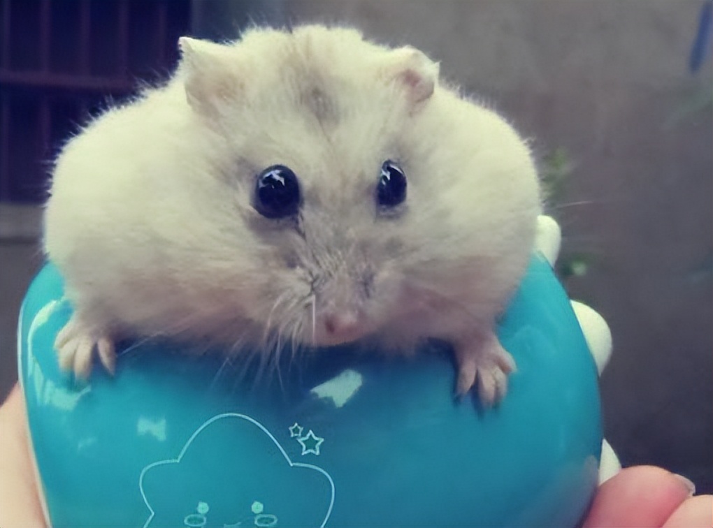 关于饲养布丁鼠方方面面的知识