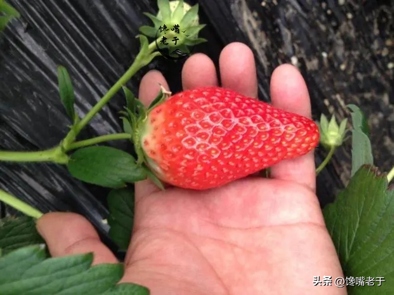 爱吃草莓的千万要注意,喜欢吃草莓的千万别错过