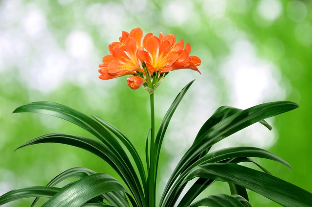 君子兰翻盆最好方法,君子兰如何翻盆和事后管理