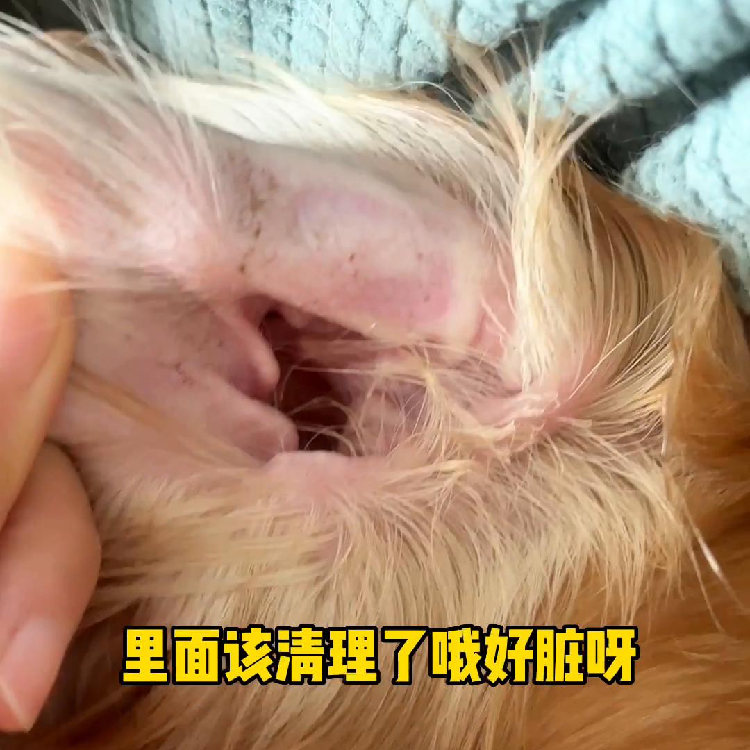 狗狗的品种信息以及养狗知识,盘点各种狗狗长大以后的样子