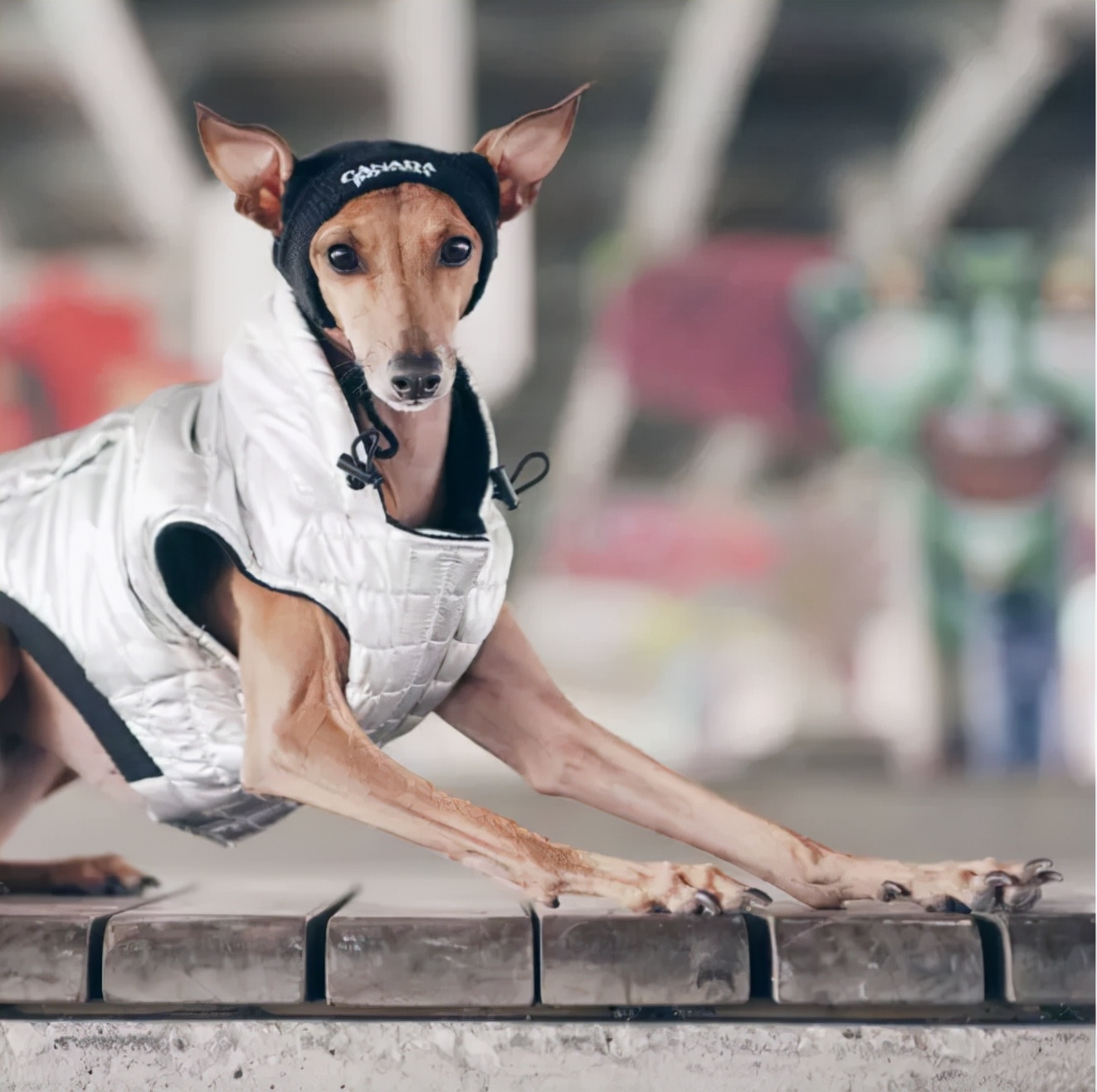 一只被抛弃的小狗逆袭变身超狗,一只被逆袭的中国狗狗