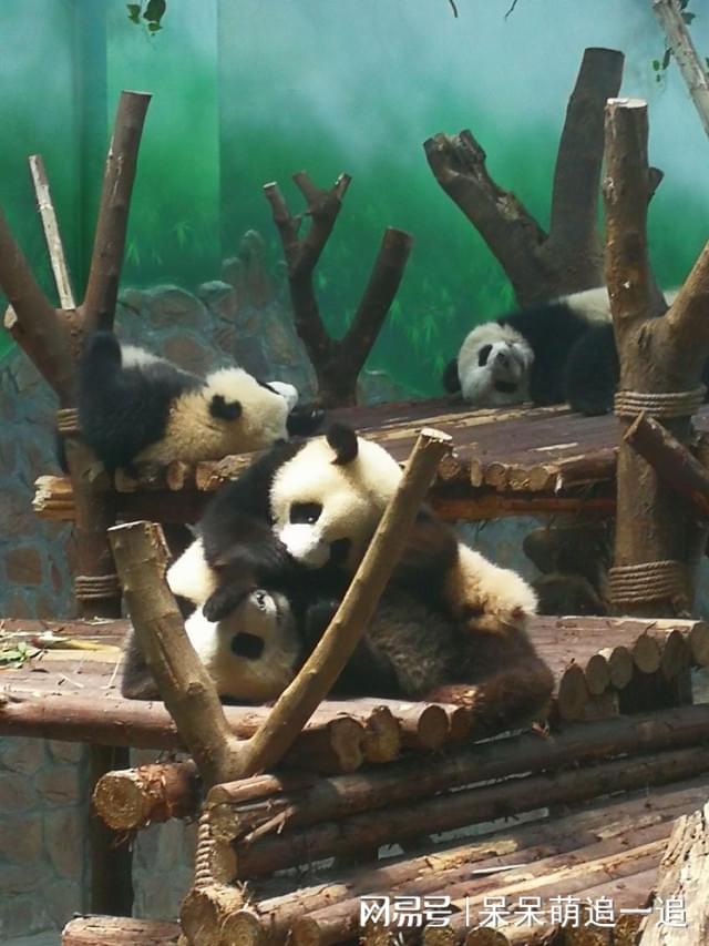 成都游玩攻略冬季旅游团,成都游玩攻略四天三晚