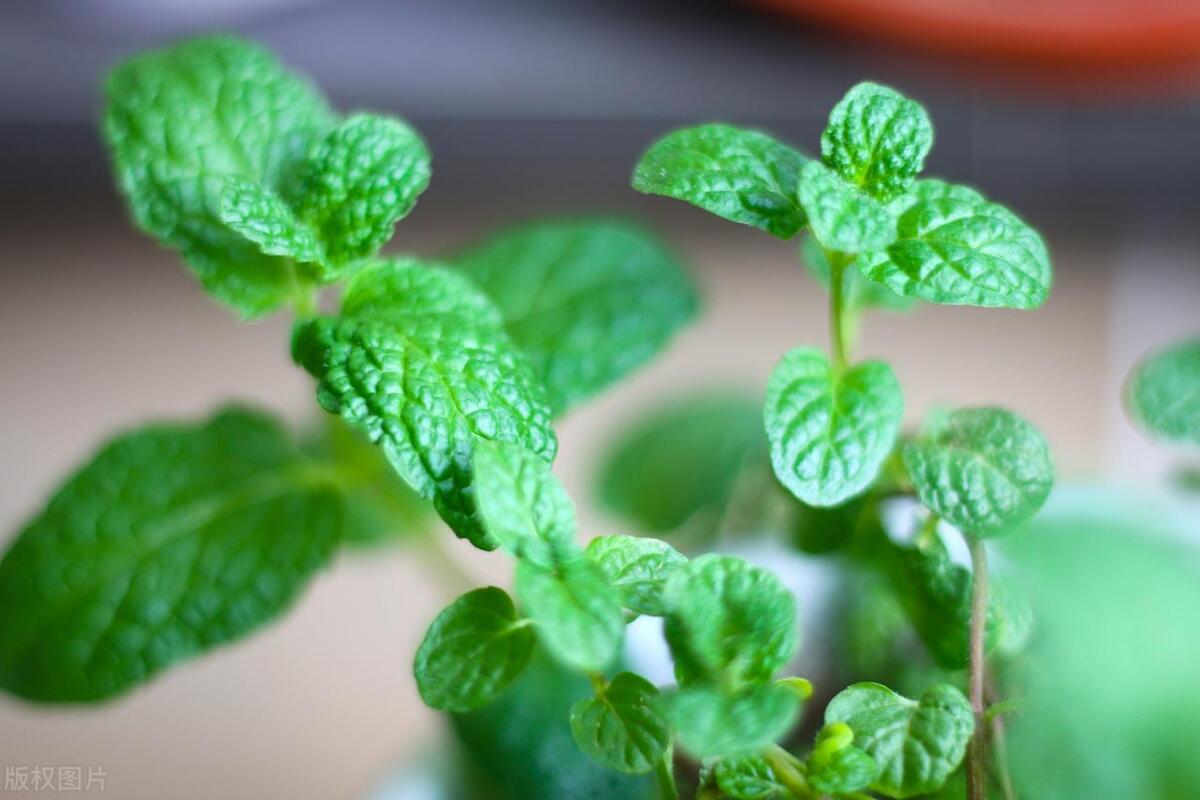 薄荷生虫怎么处理,薄荷怎样才能彻底清除掉
