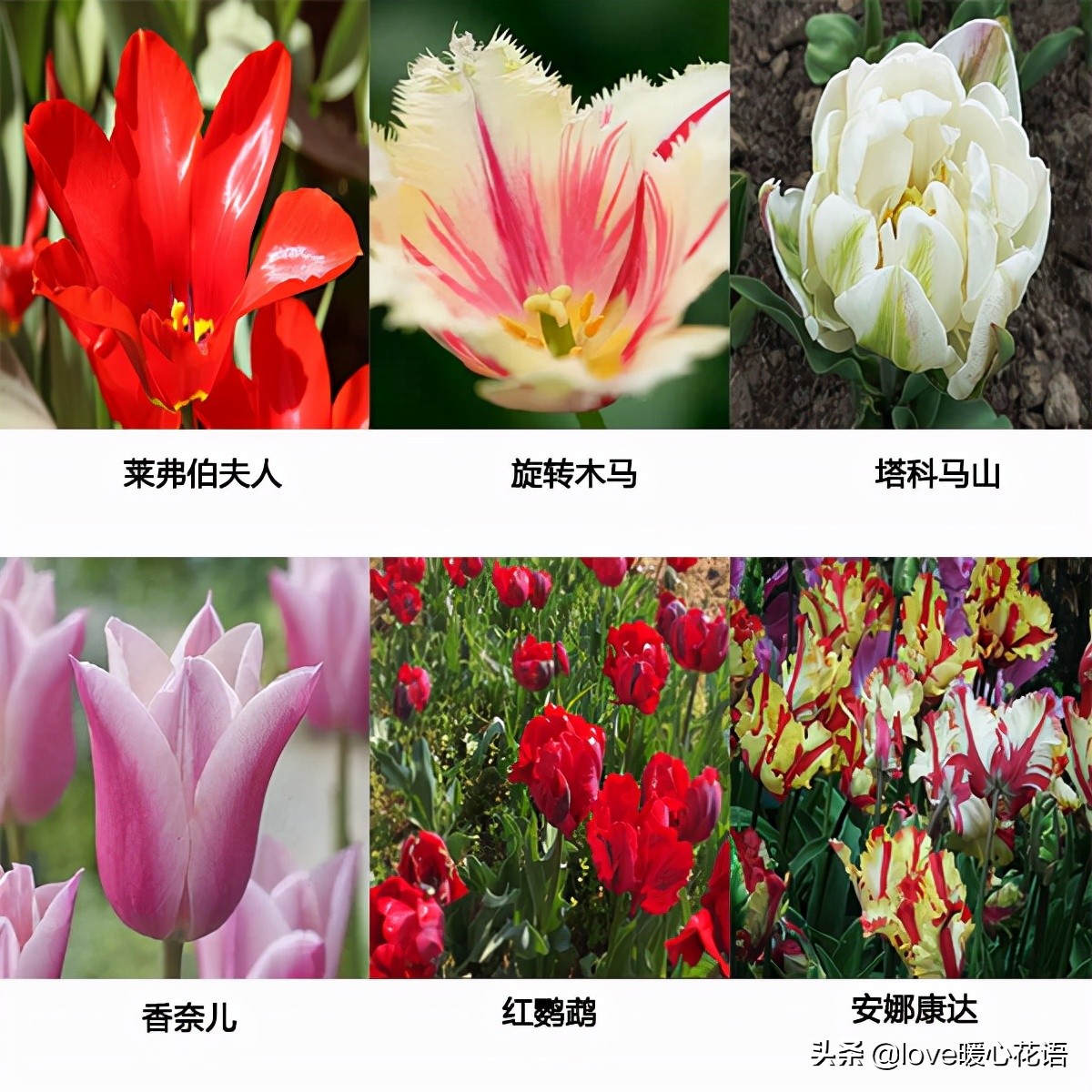 郁金香和玫瑰花搭配的花语,两朵粉色郁金香花语是什么