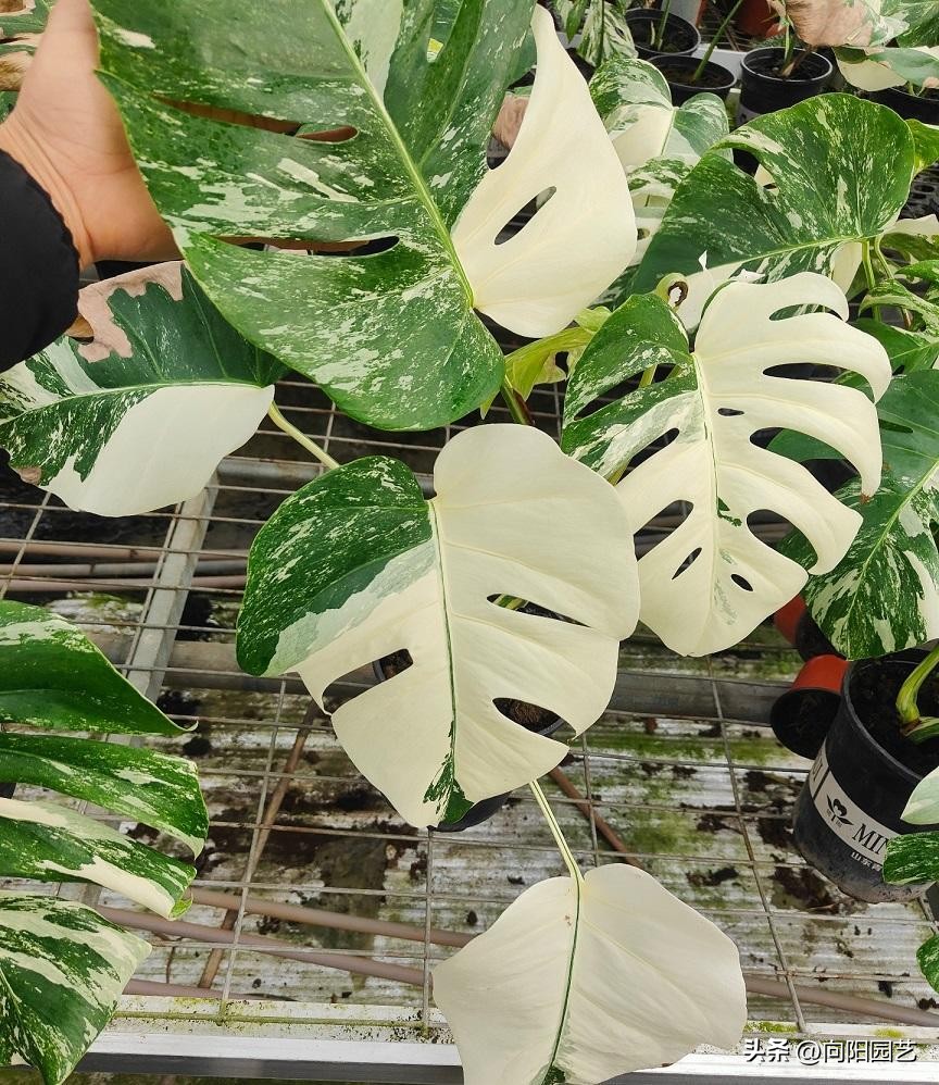 龟背竹和白锦为什么这么贵,荷兰白锦龟背竹和日本白锦龟背竹